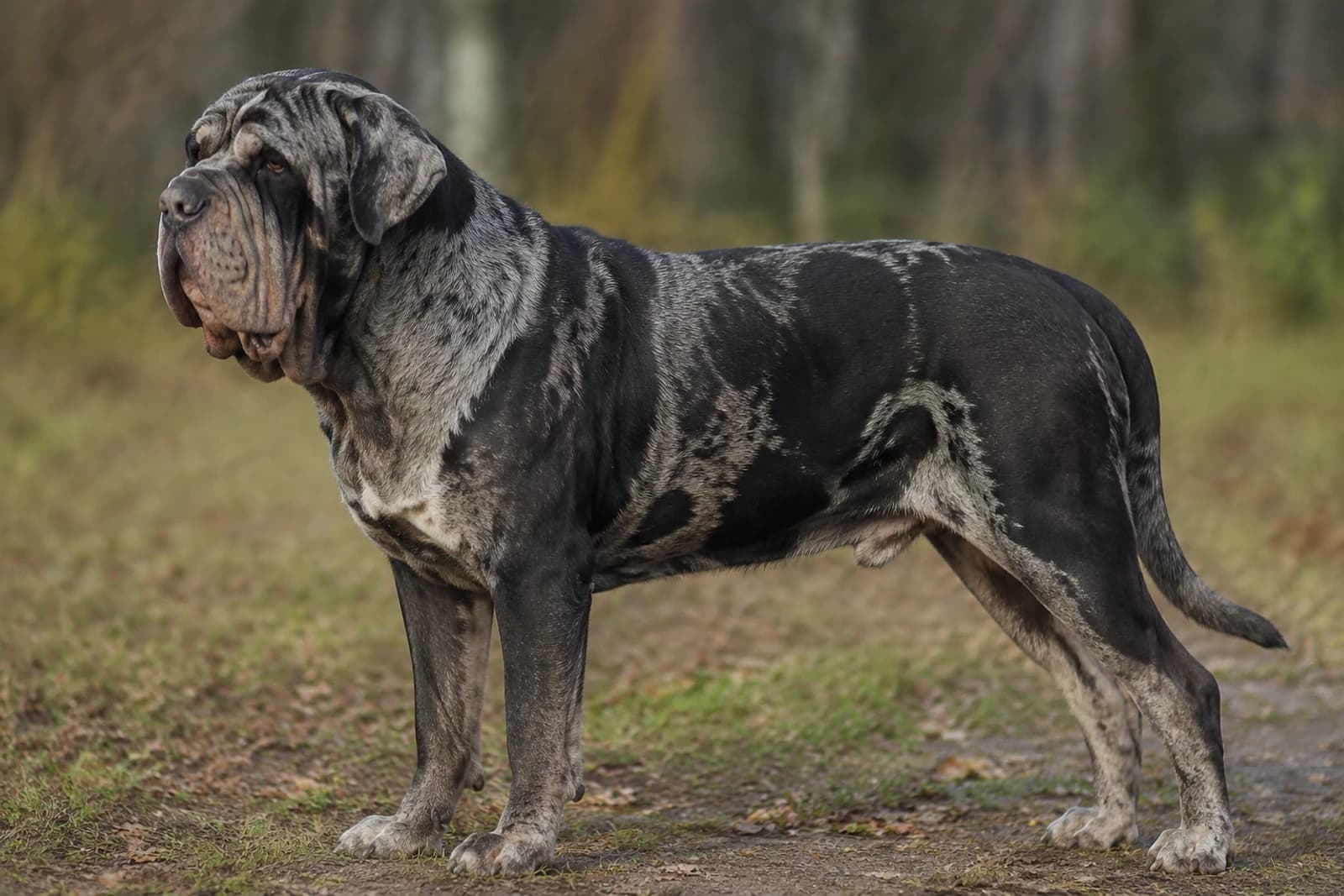 Alapaha Blue Blood Bulldog — Large dog breed
