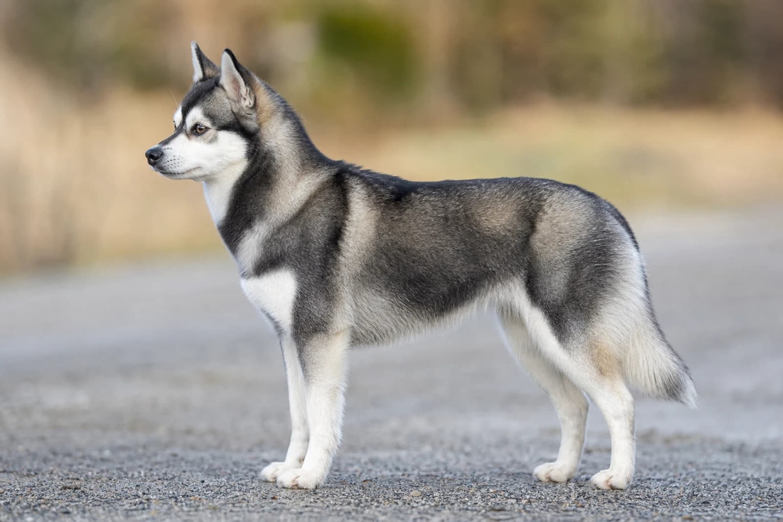 Alaskan Klee Kai — Medium dog breed