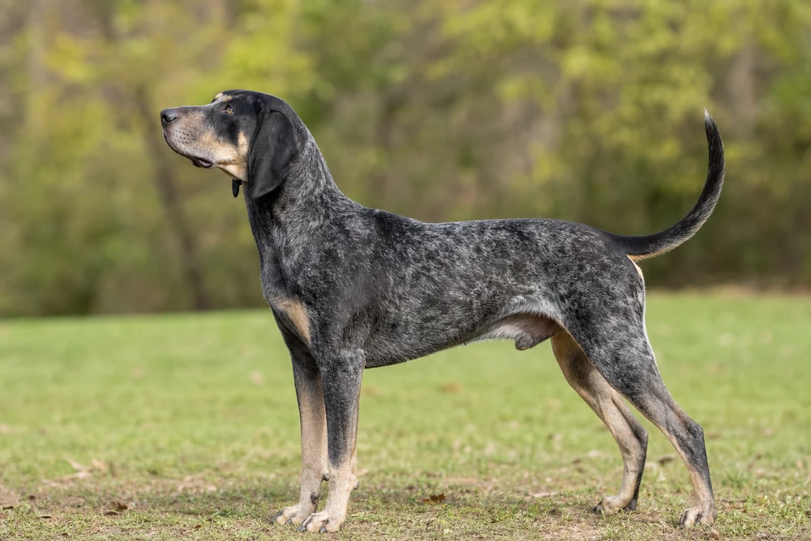 American English Coonhound — Giant dog breed