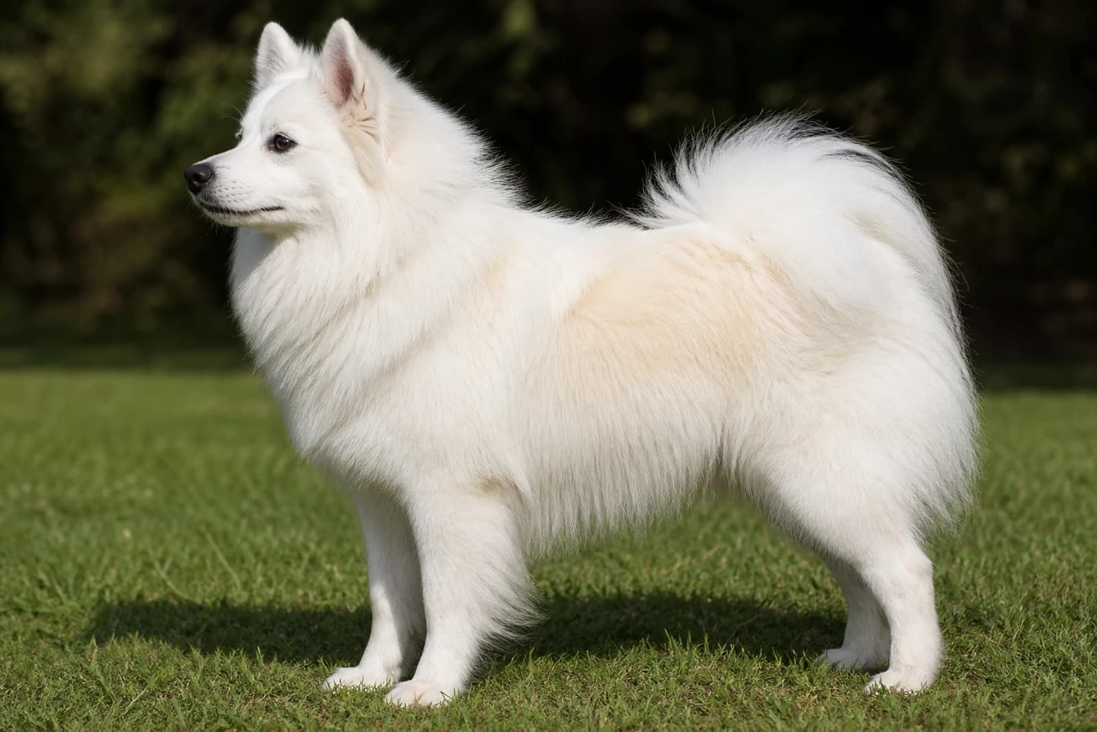 American Eskimo Dog — Medium dog breed