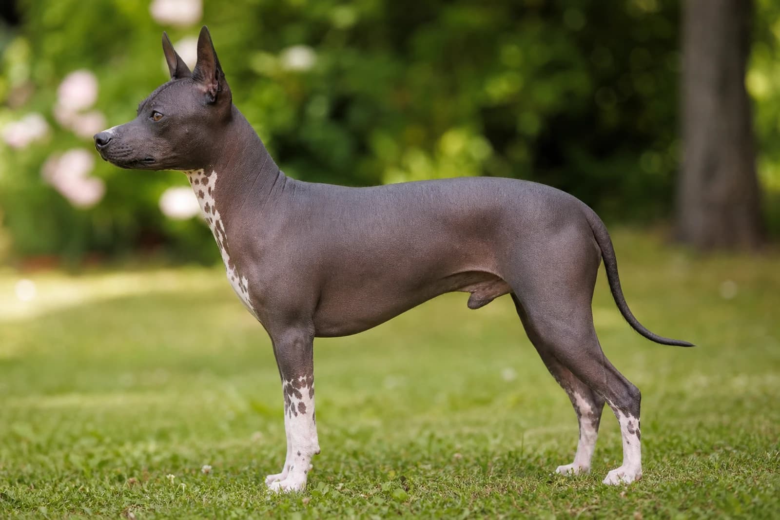American Hairless Terrier — Medium dog breed