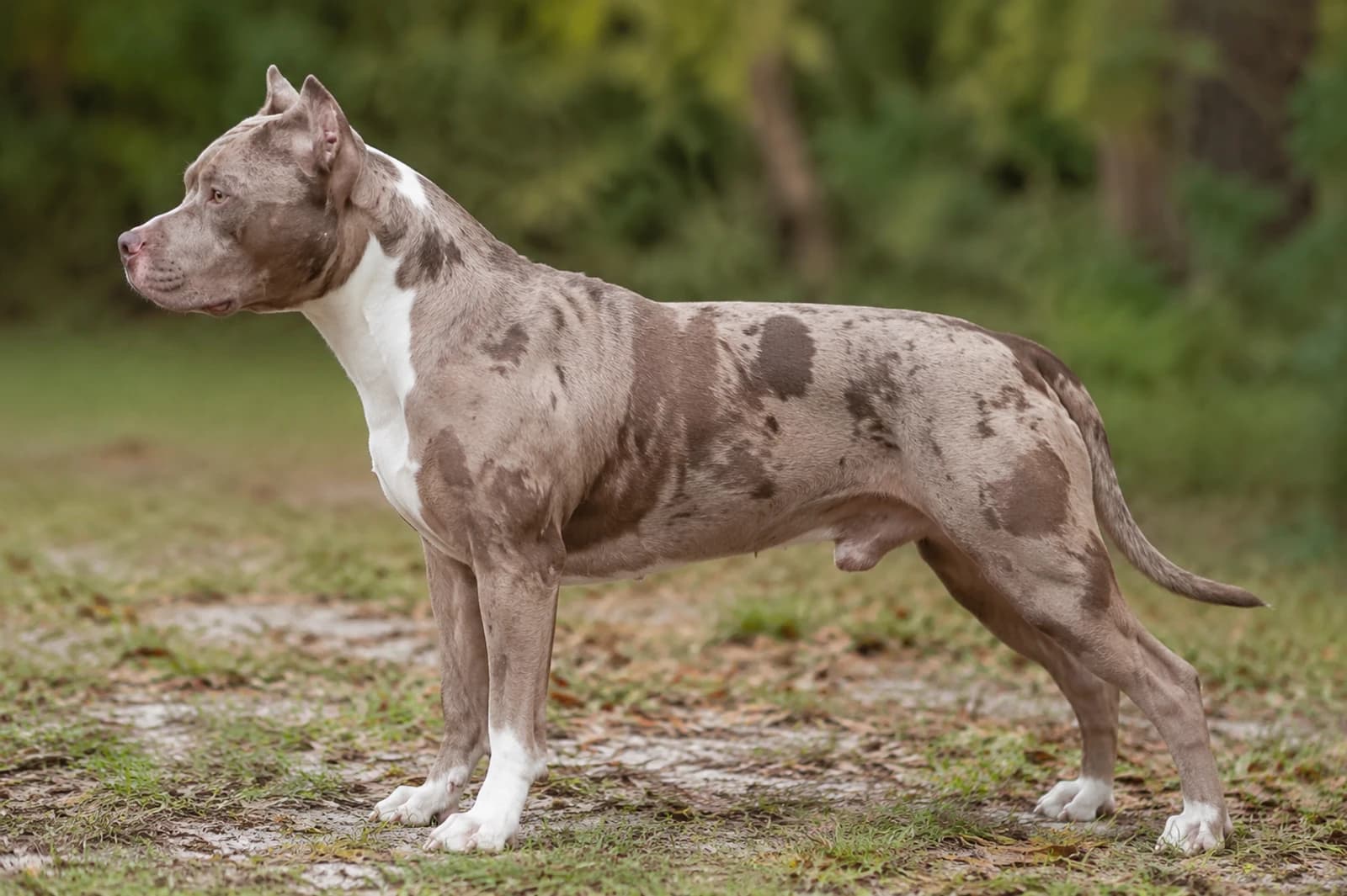 American Pit Bull Terrier — Medium dog breed