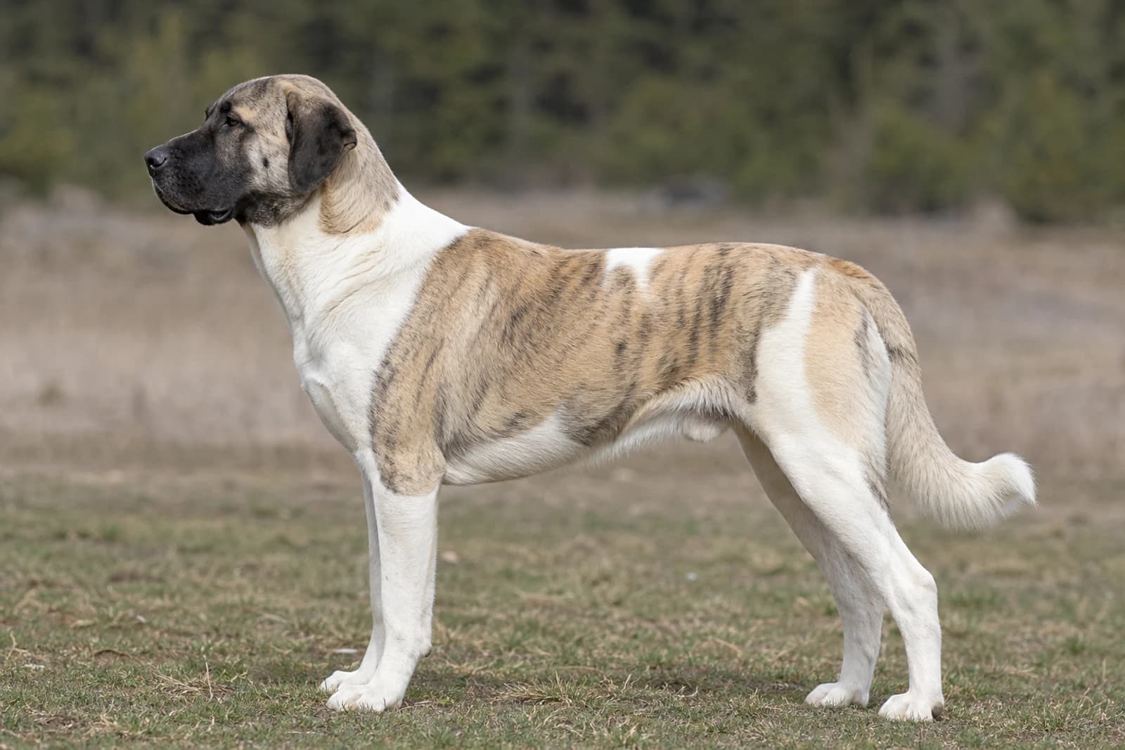 Anatolian Shepherd Dog — Giant dog breed
