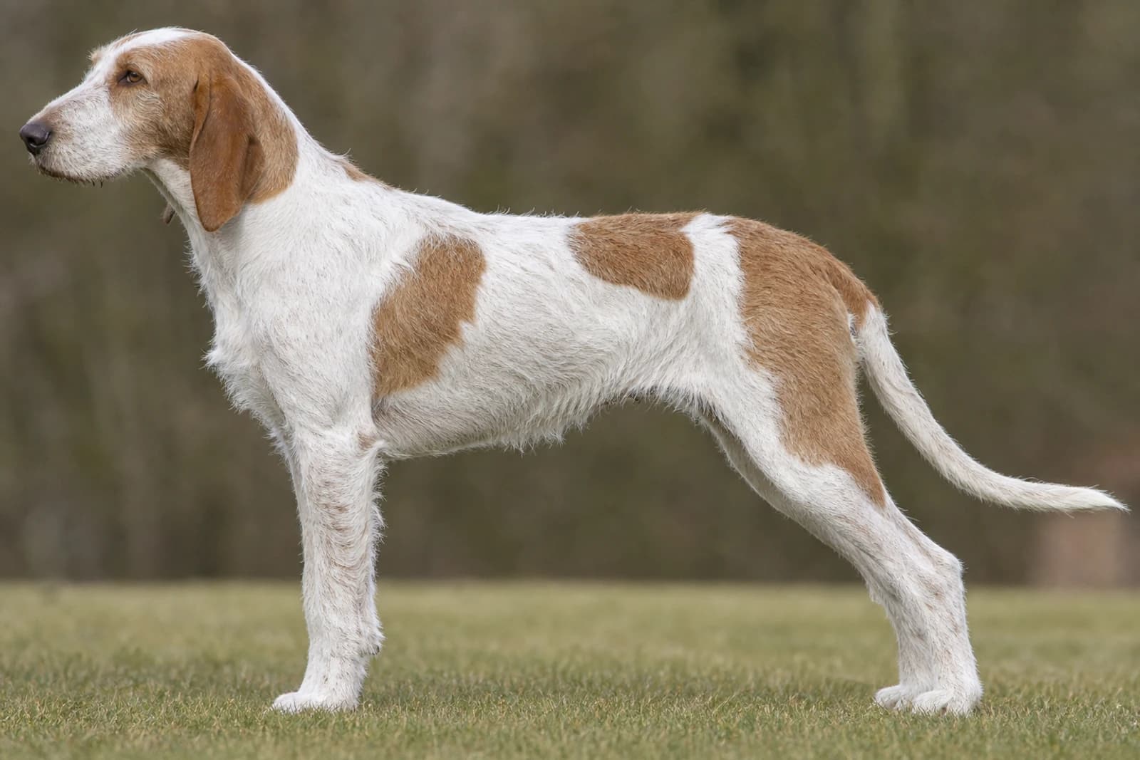 Anglo-Francais de Petite Venerie — Large dog breed