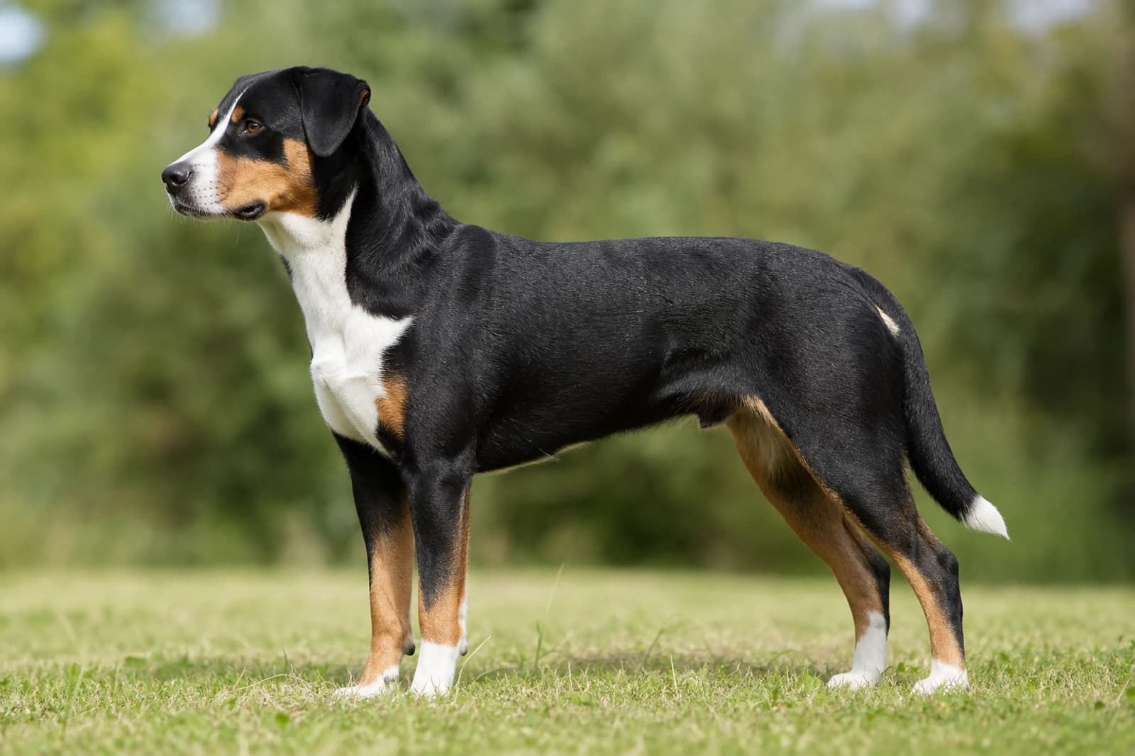 Appenzell Cattle Dog — Large dog breed