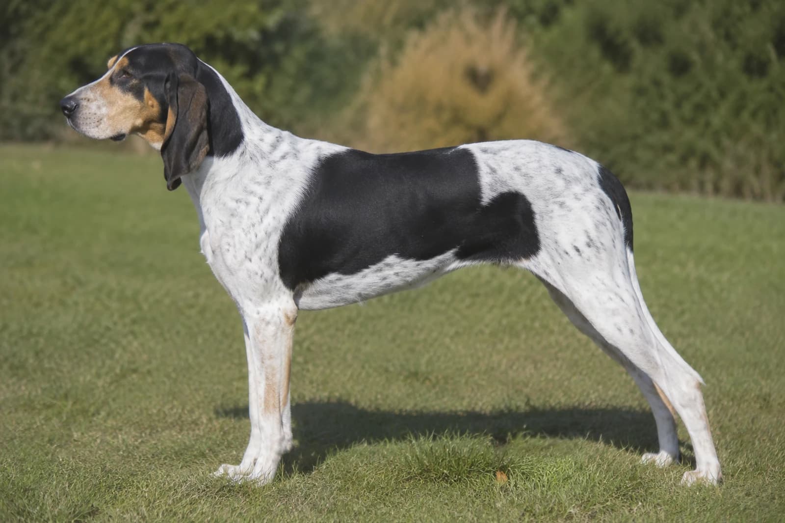Ariégeois — Large dog breed