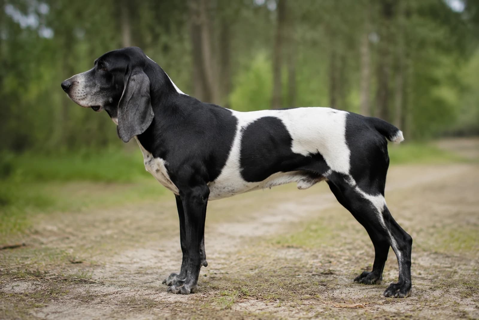 Artois Hound — Large dog breed