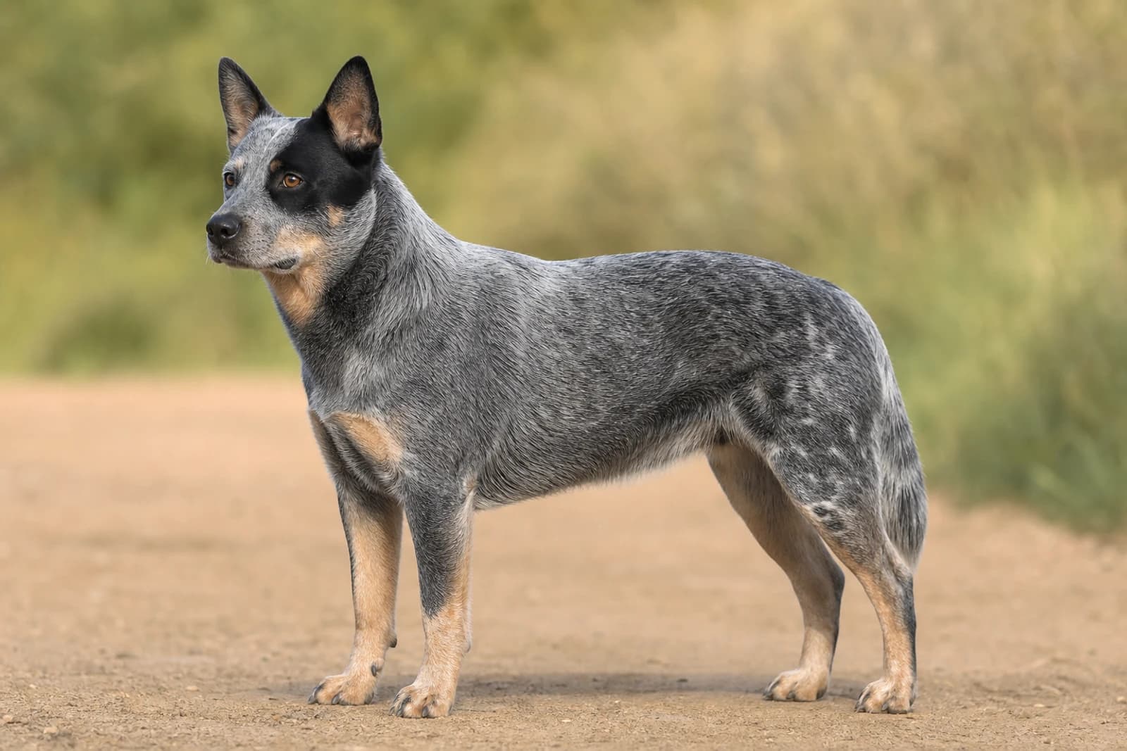 Australian Cattle Dog — Large dog breed