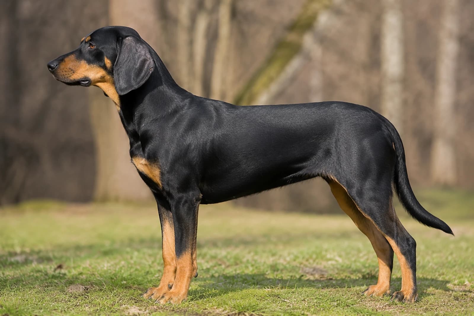 Austrian Black and Tan Hound — Large dog breed