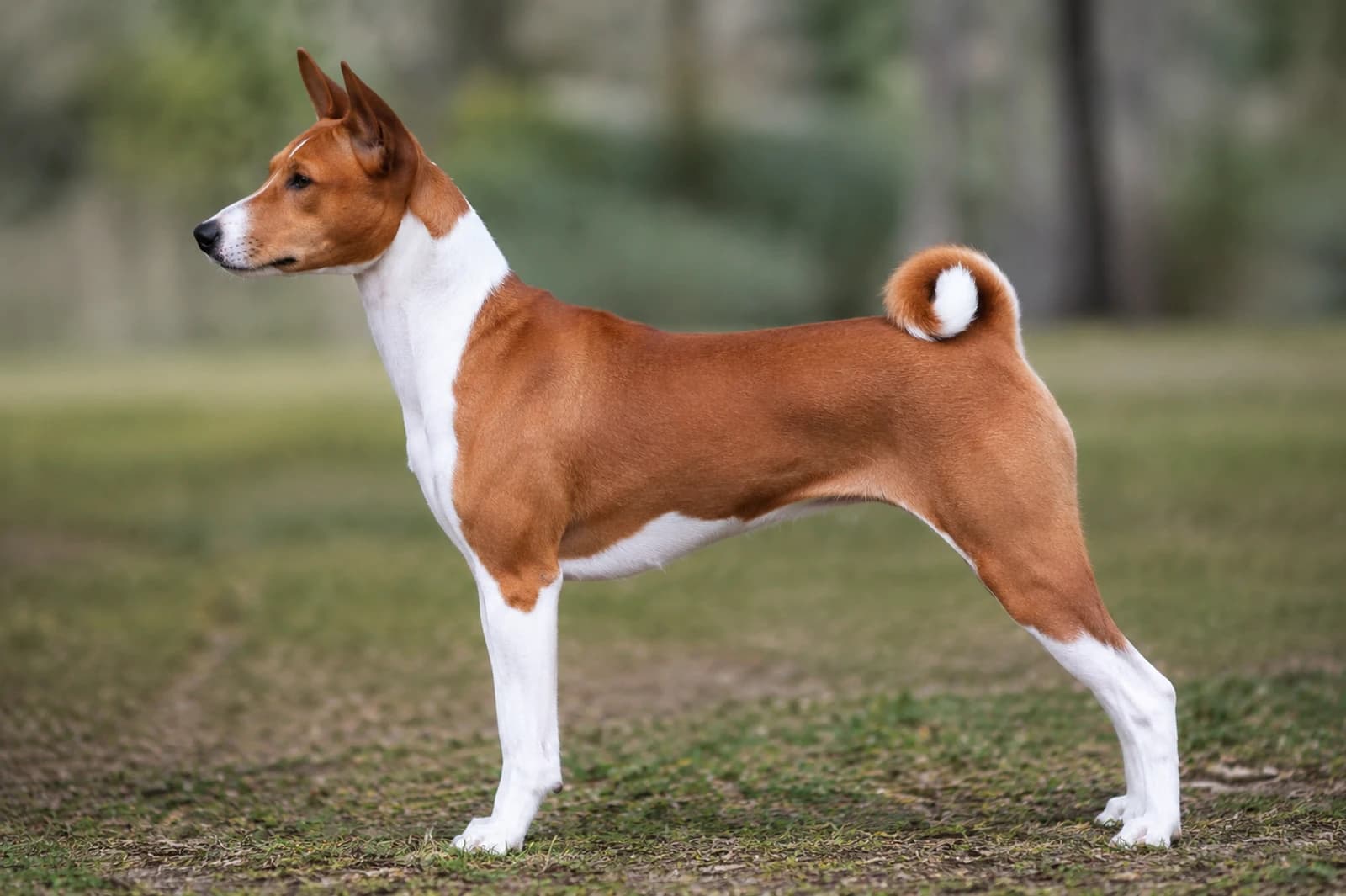 Basenji — Medium dog breed