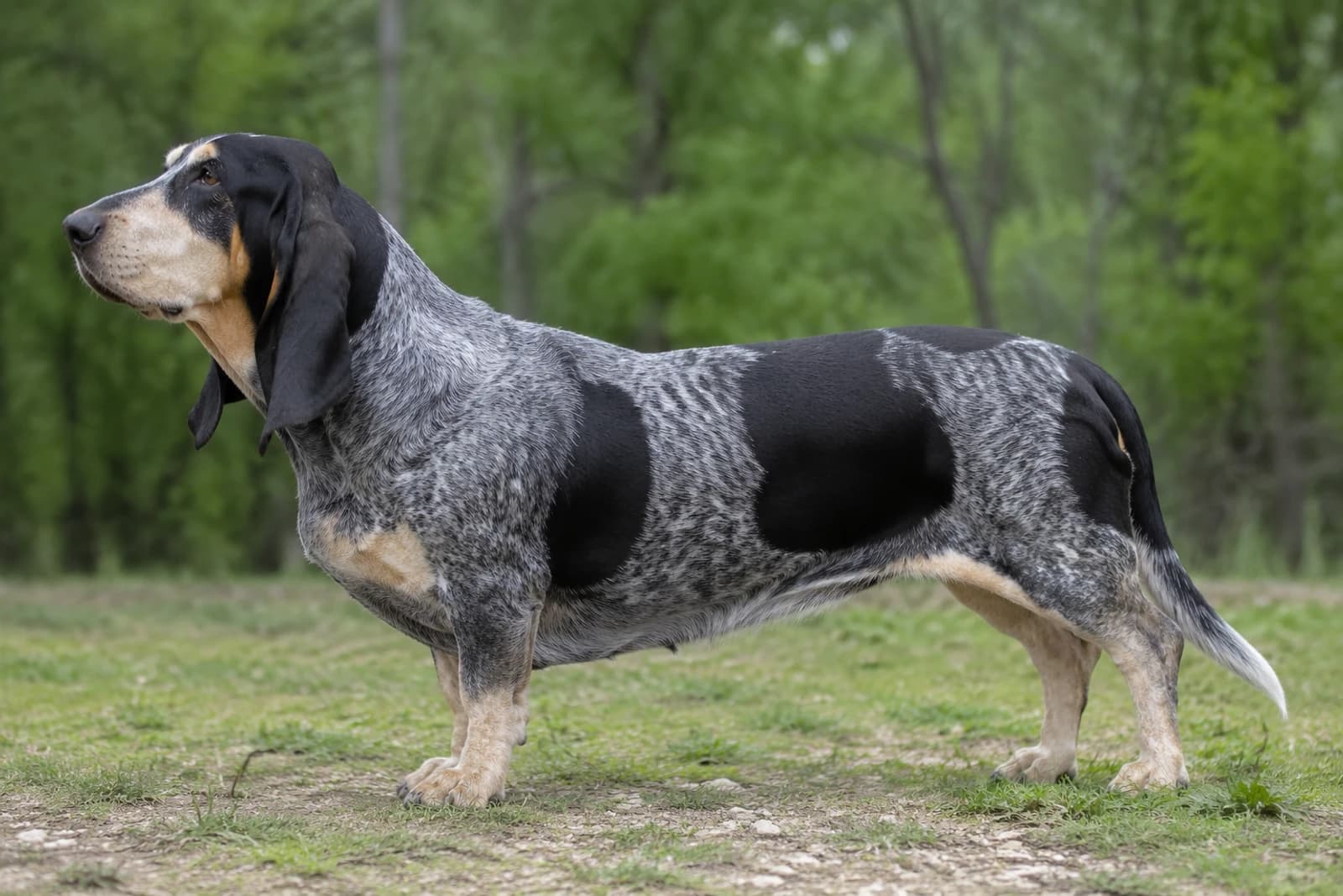Basset Bleu de Gascogne — Medium dog breed