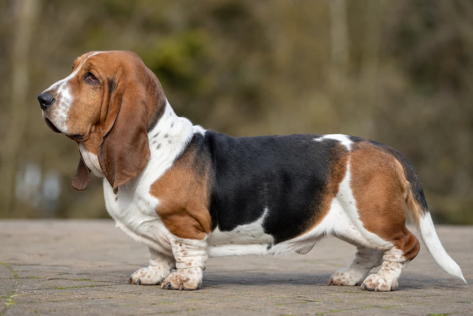 Basset Hound — Medium dog breed