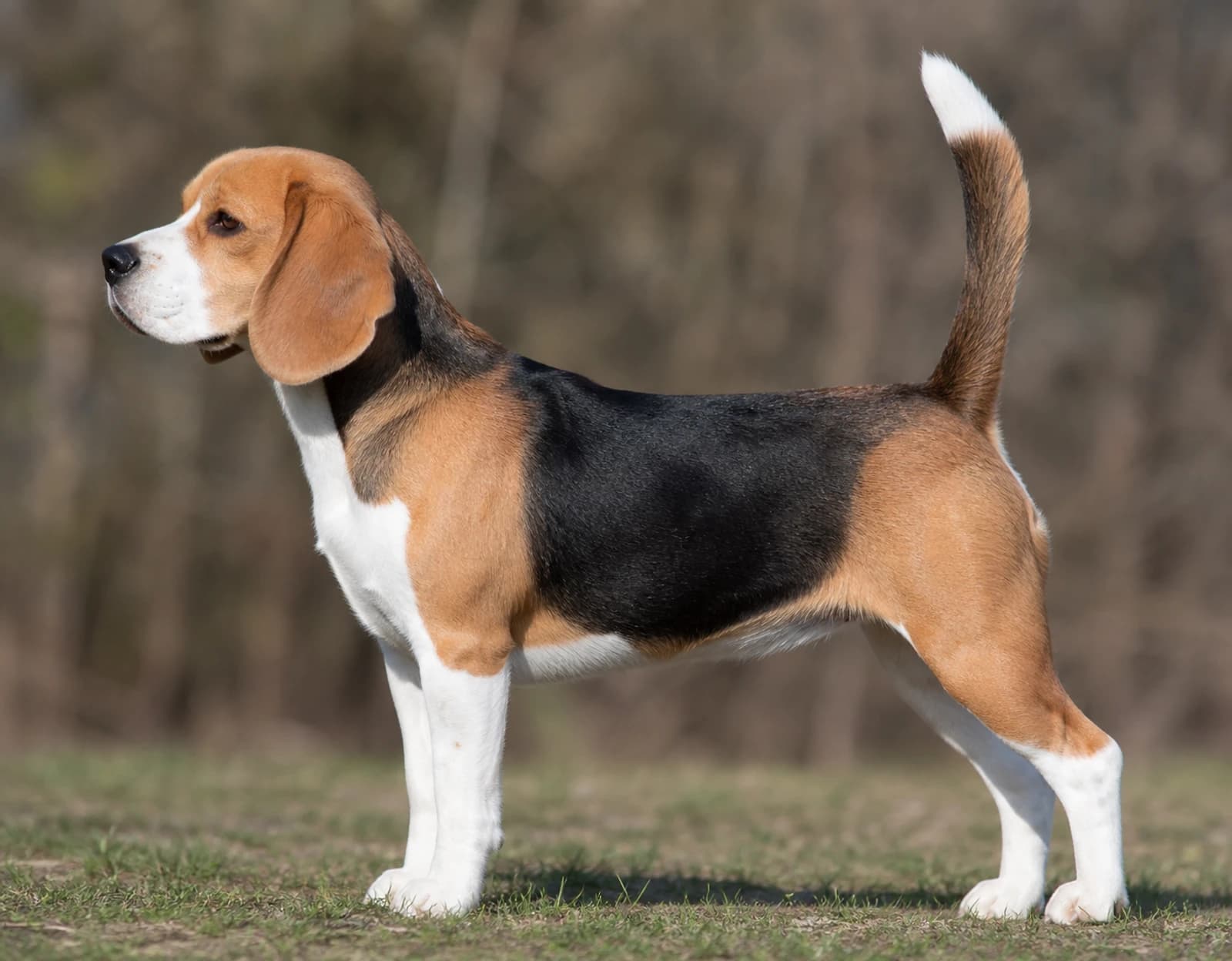 Beagle — Medium dog breed