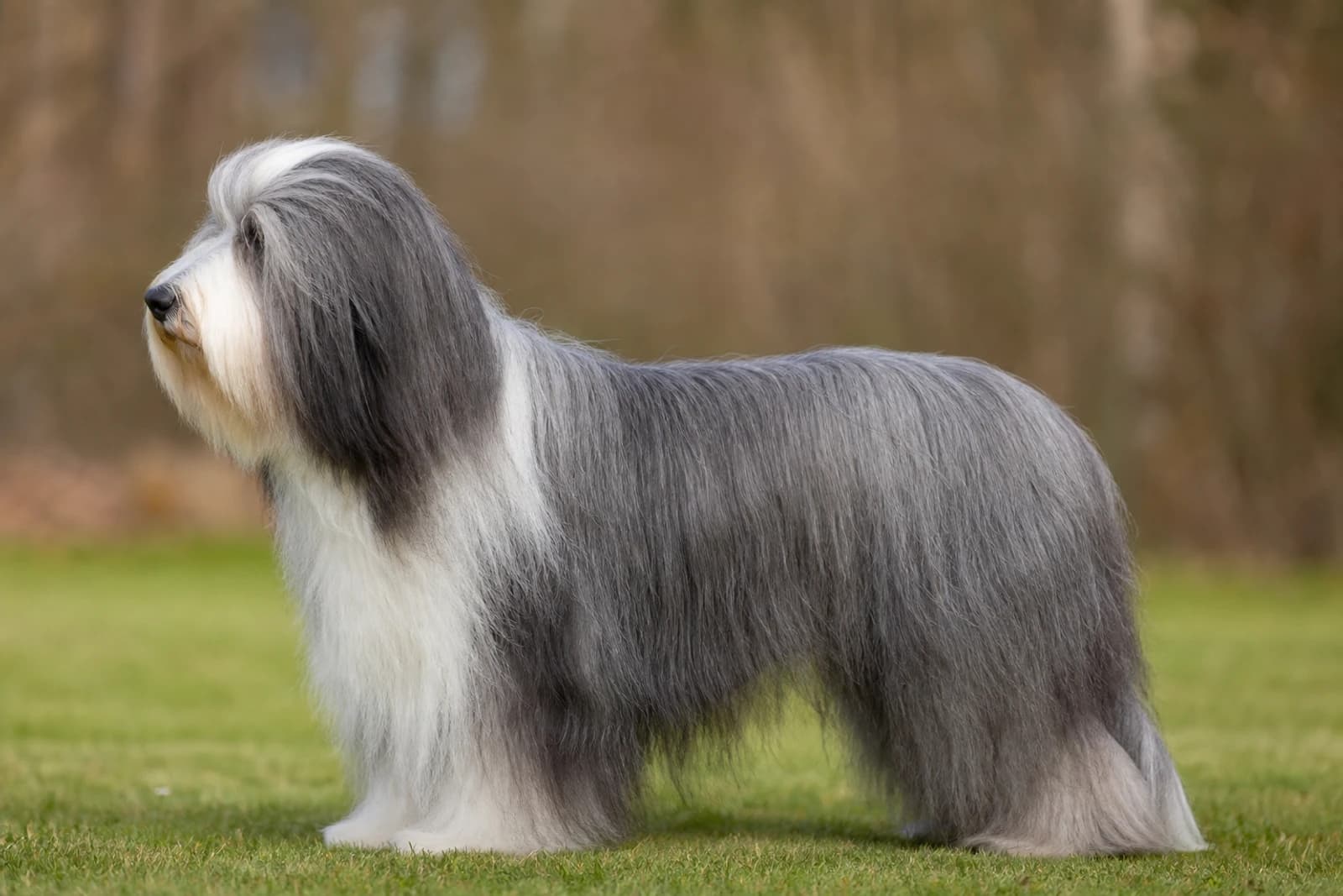 Bearded Collie — Large dog breed