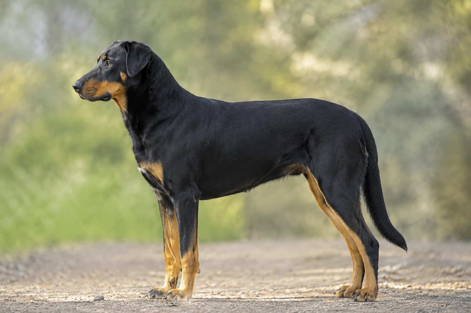 Beauceron — Giant dog breed