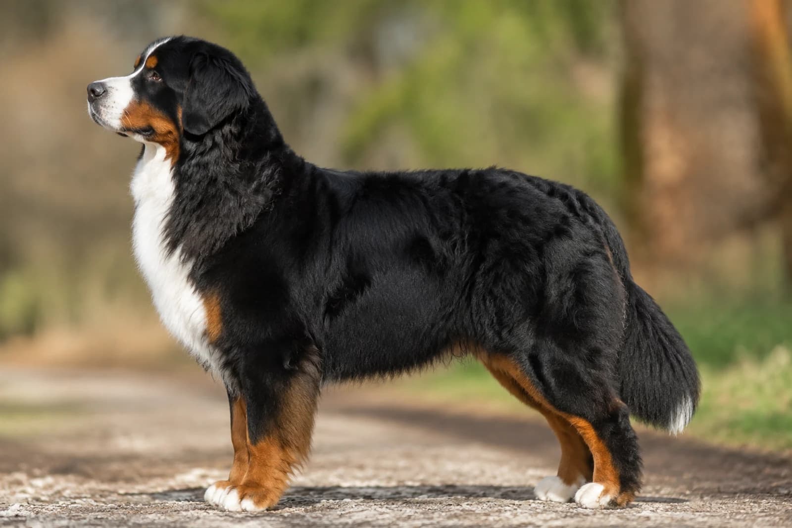 Bernese Mountain Dog — Giant dog breed