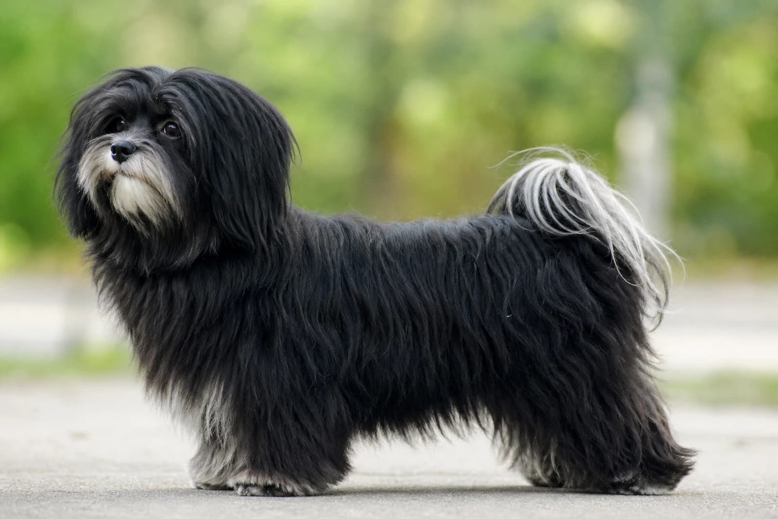 Bichon Yorkie — Medium dog breed