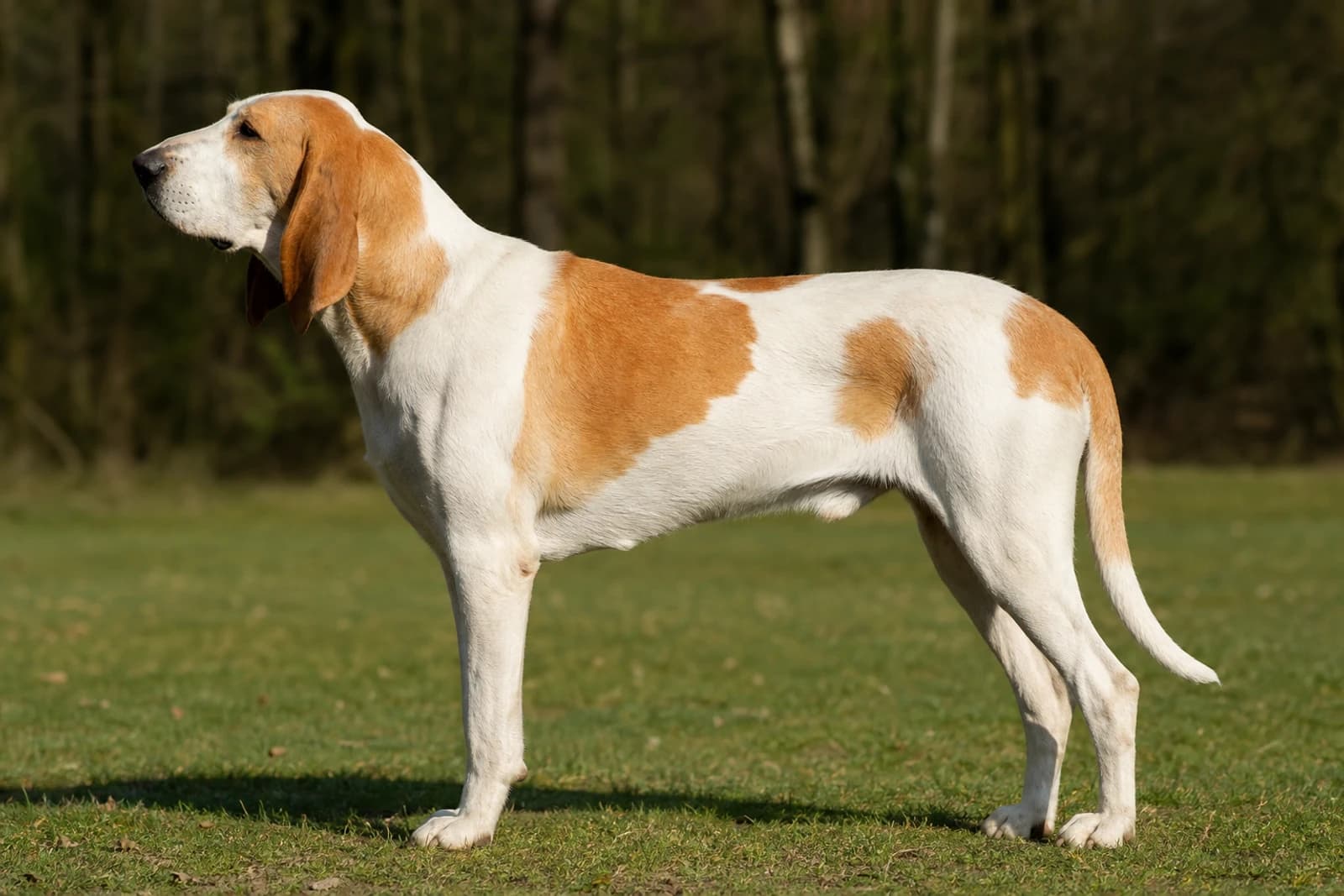 Billy — Giant dog breed