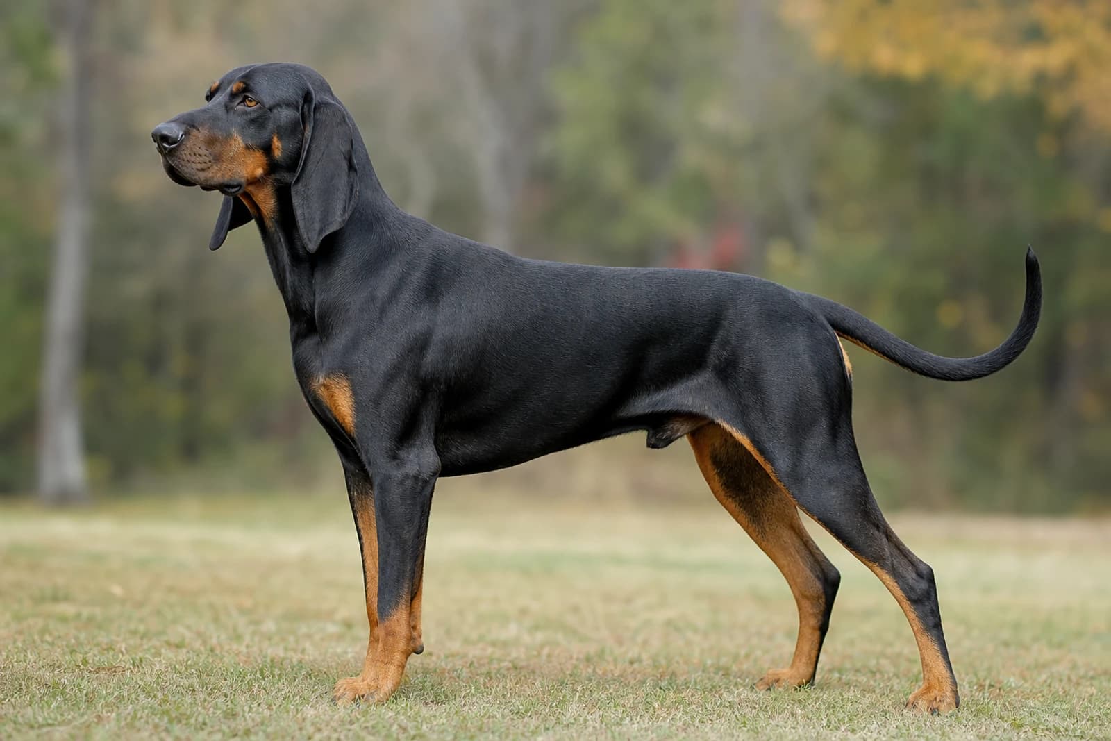 Black and Tan Coonhound — Giant dog breed