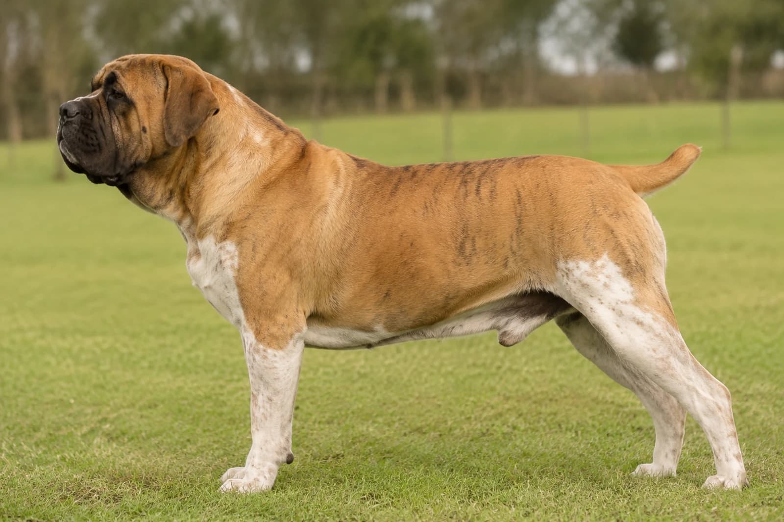 Boerboel — Giant dog breed