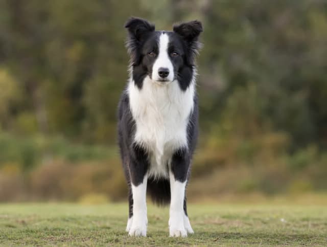Border Collie breed photo