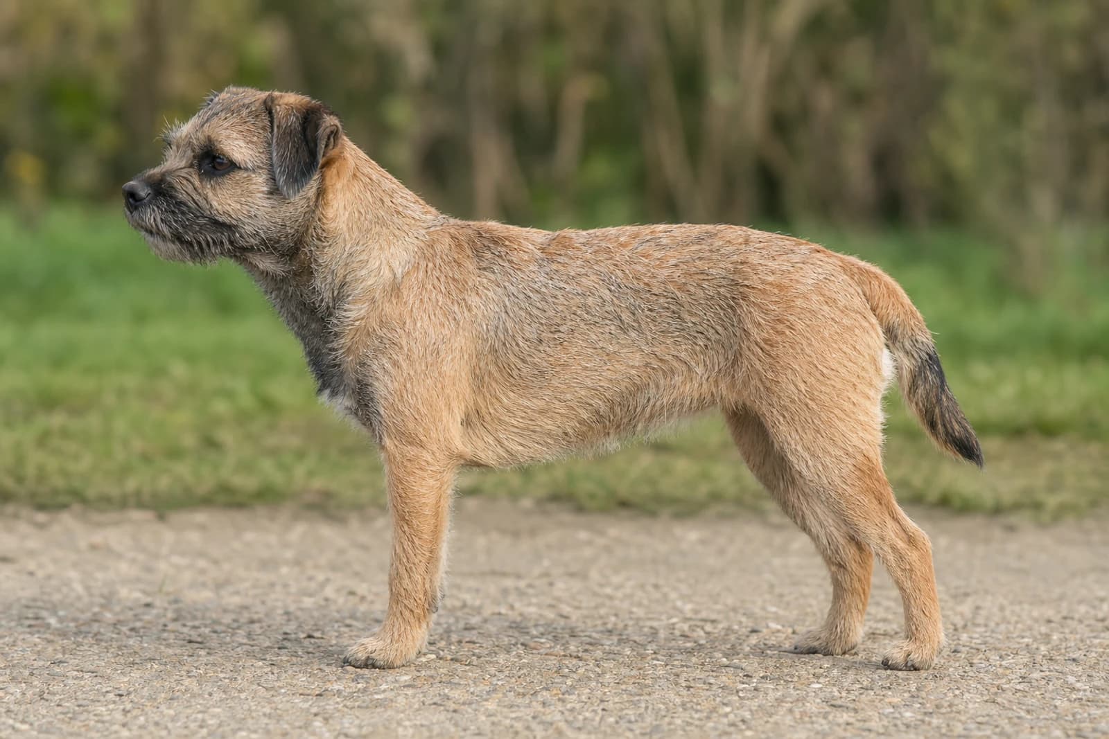 Border Terrier — Small dog breed