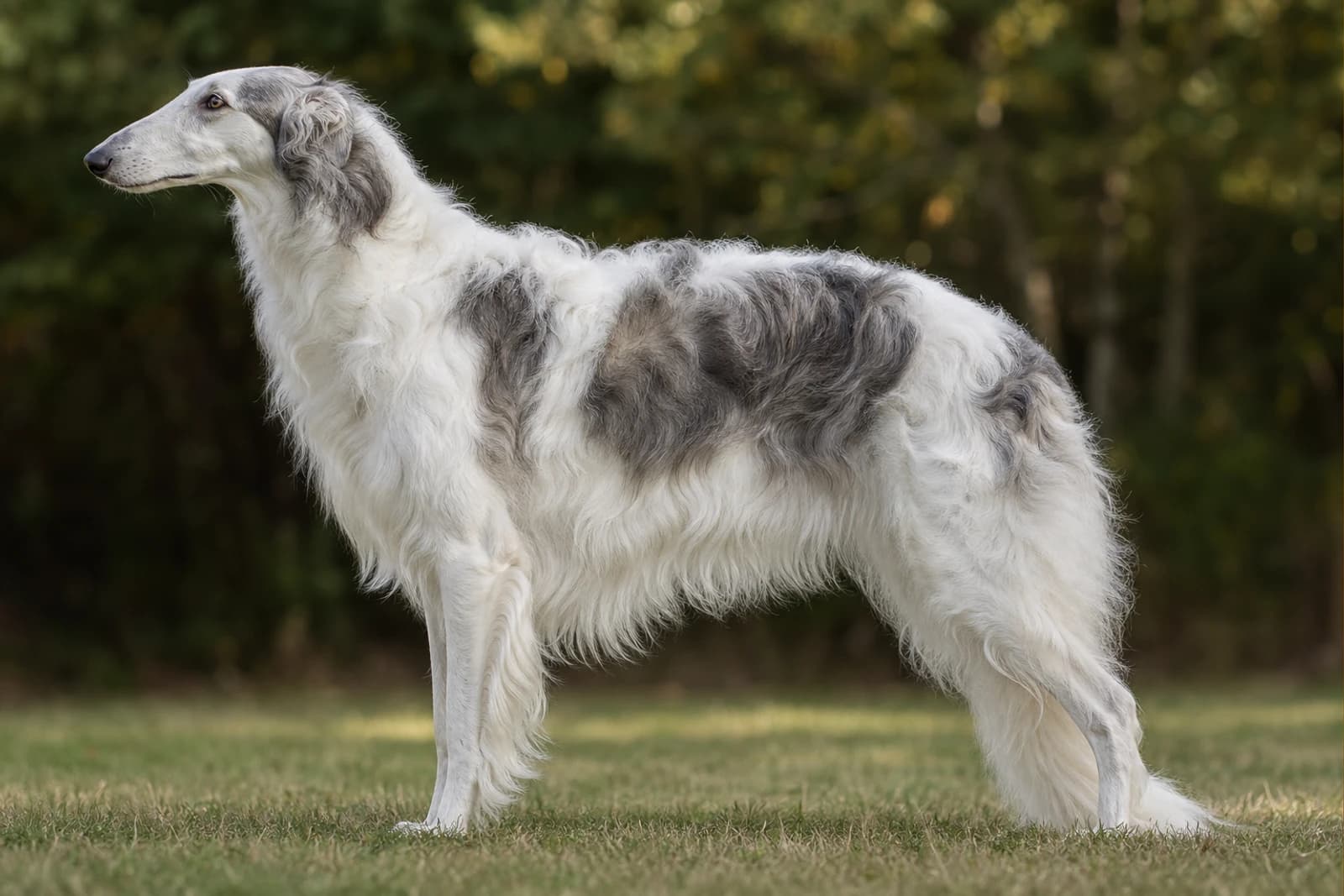 Borzoi — Giant dog breed