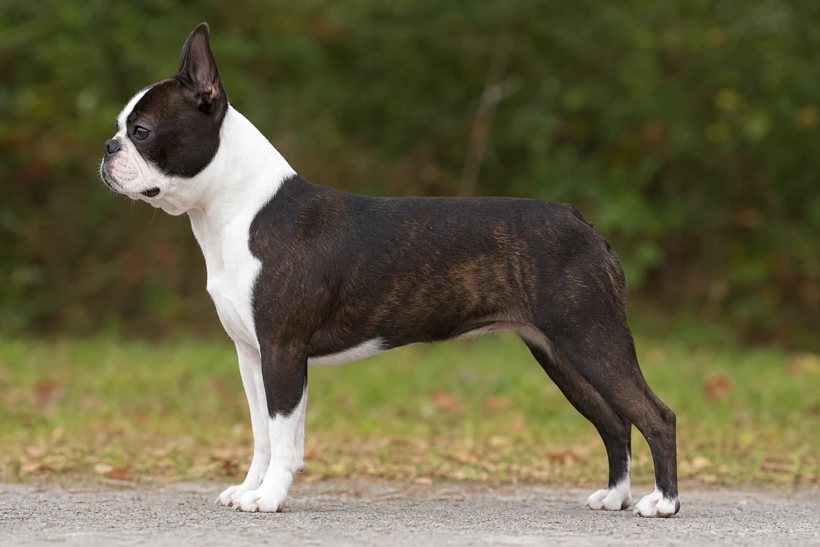 Boston Terrier — Medium dog breed