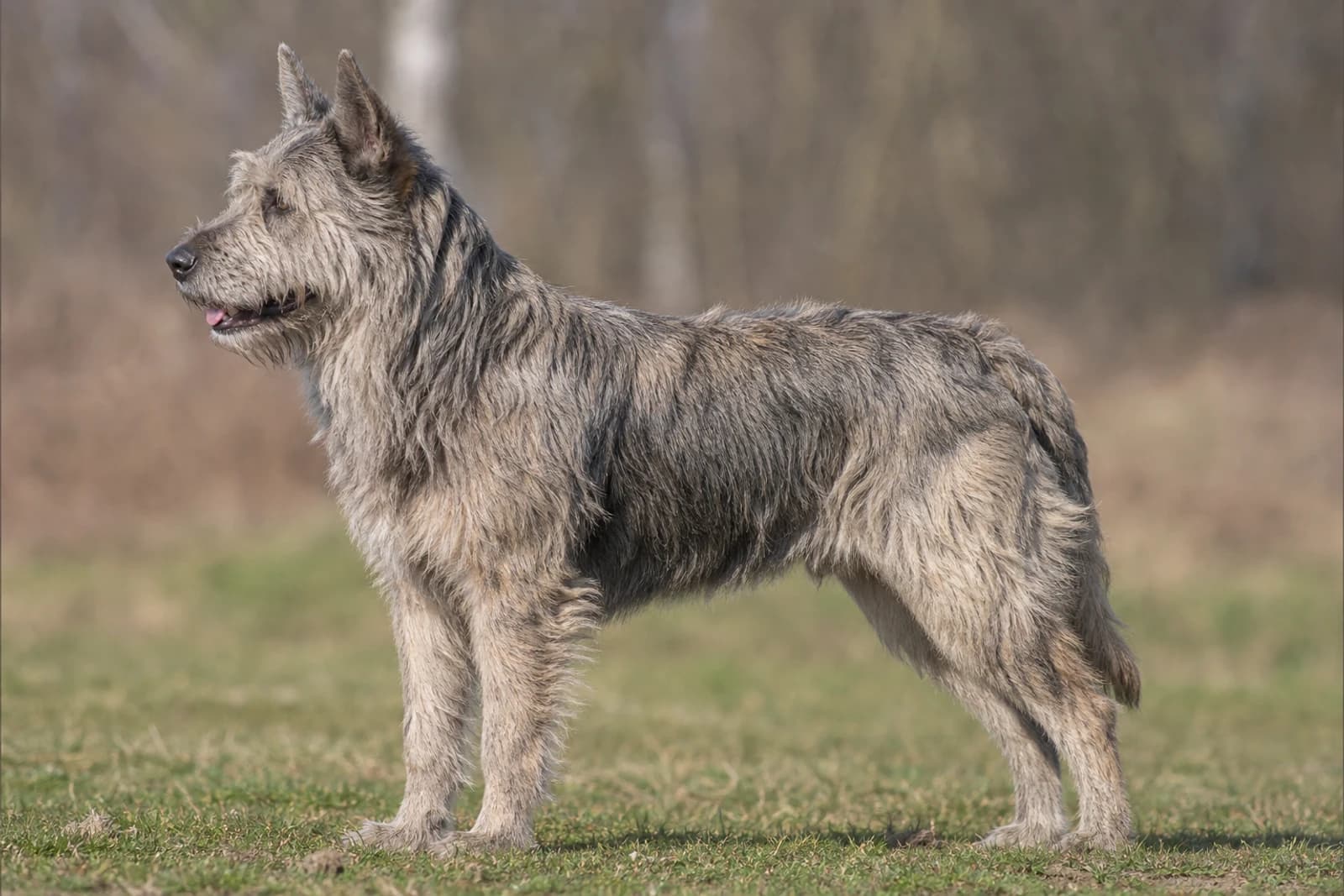 Bouvier des Ardennes — Large dog breed