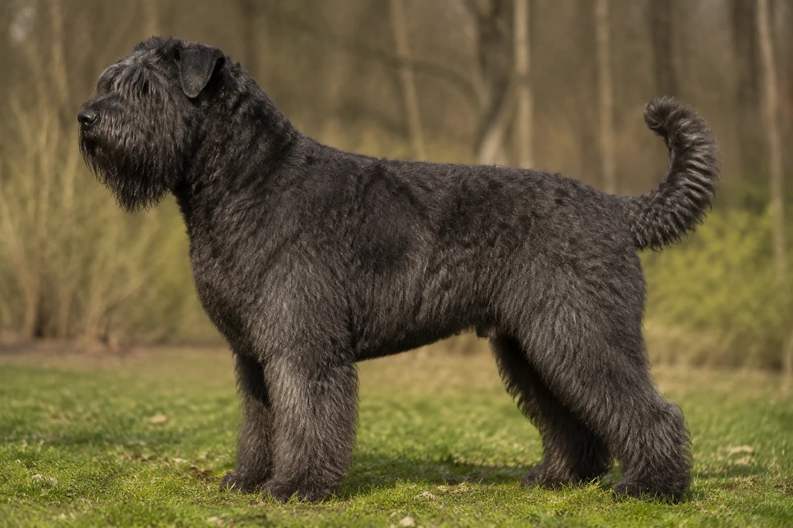 Bouvier des Flandres — Giant dog breed