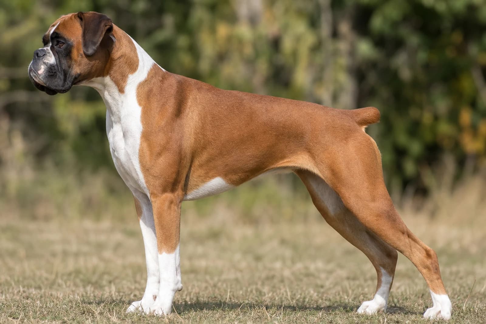 Boxer — Large dog breed