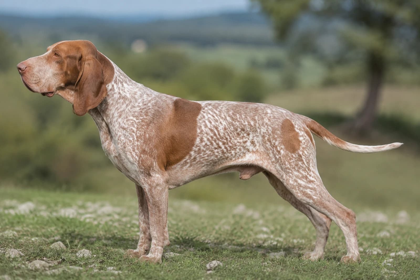 Bracco Italiano — Giant dog breed