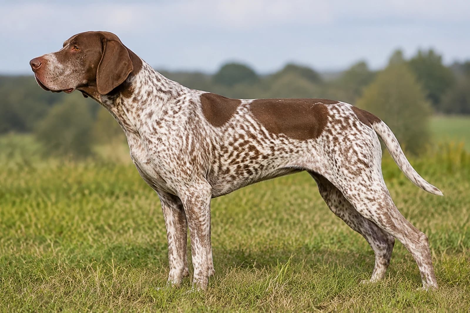 Braque Francais, Gascogne Type — Giant dog breed
