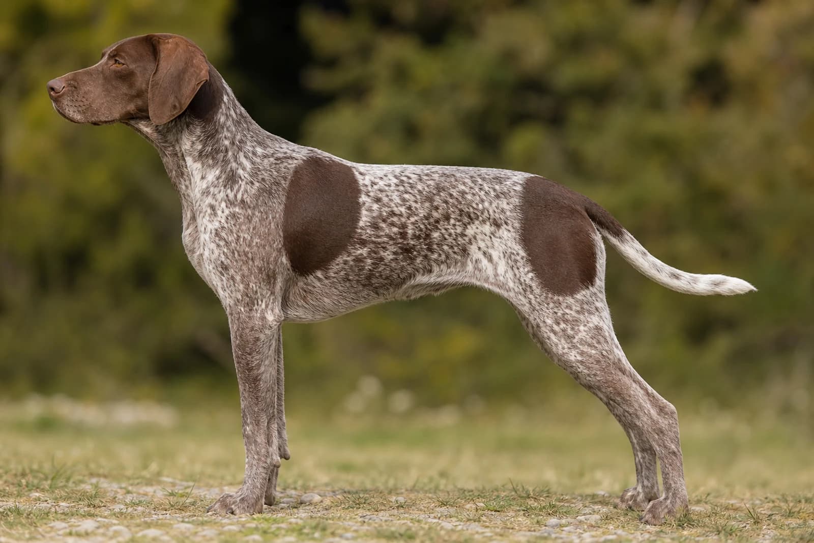 Braque Francais, Pyrenean Type — Large dog breed
