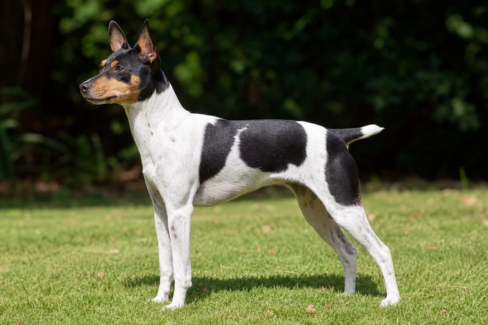 Brazilian Terrier — Medium dog breed