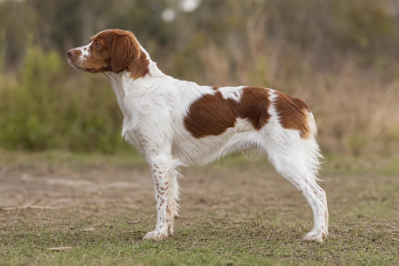 Bretagne — Large dog breed