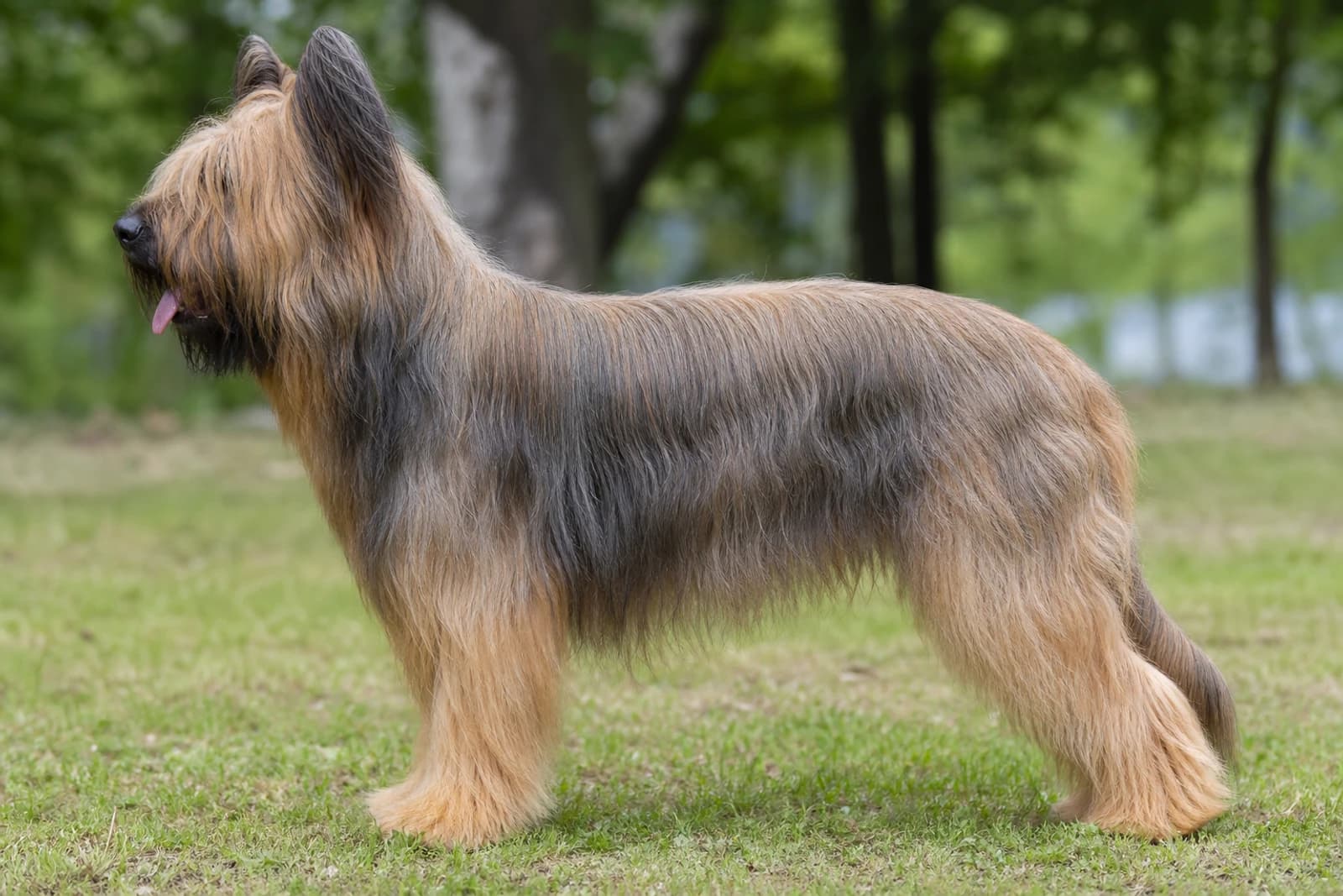 Briard — Giant dog breed
