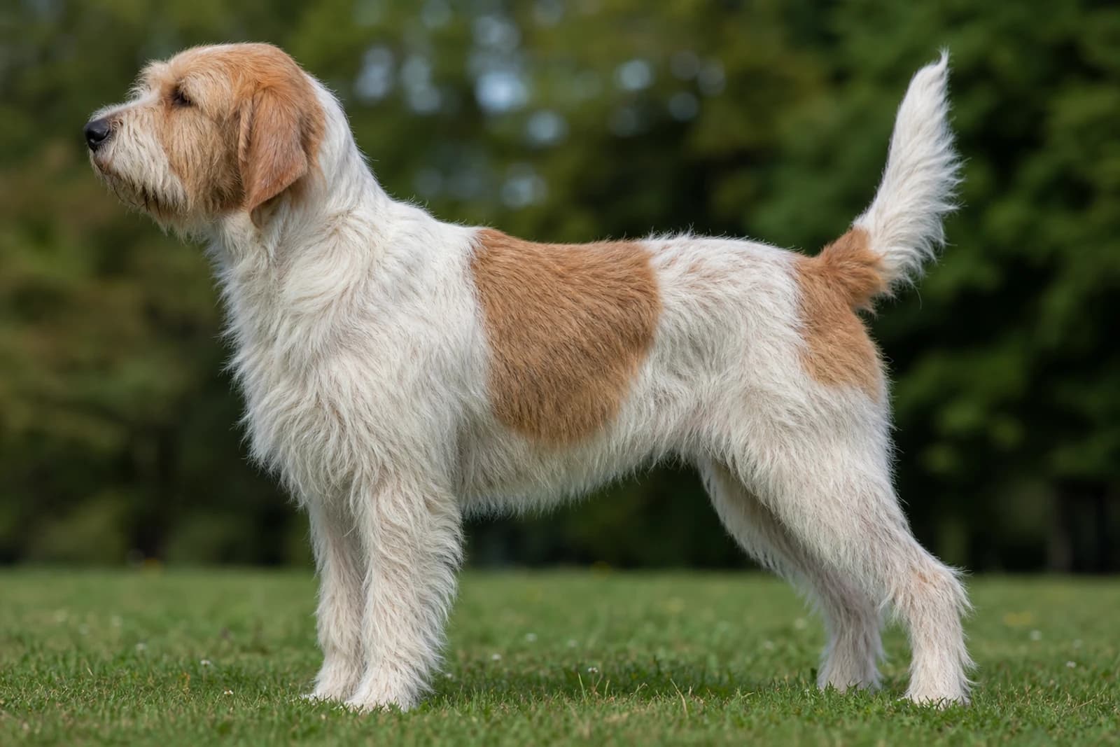Briquet Griffon Vendéen — Large dog breed
