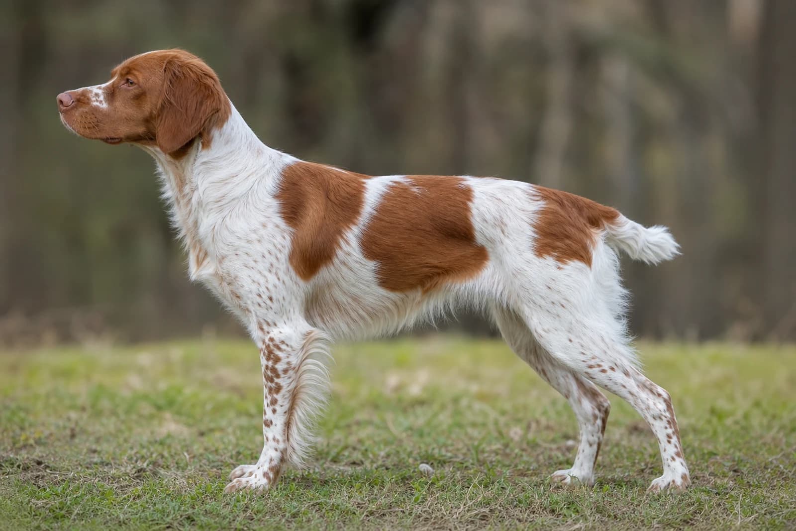 Brittany — Large dog breed