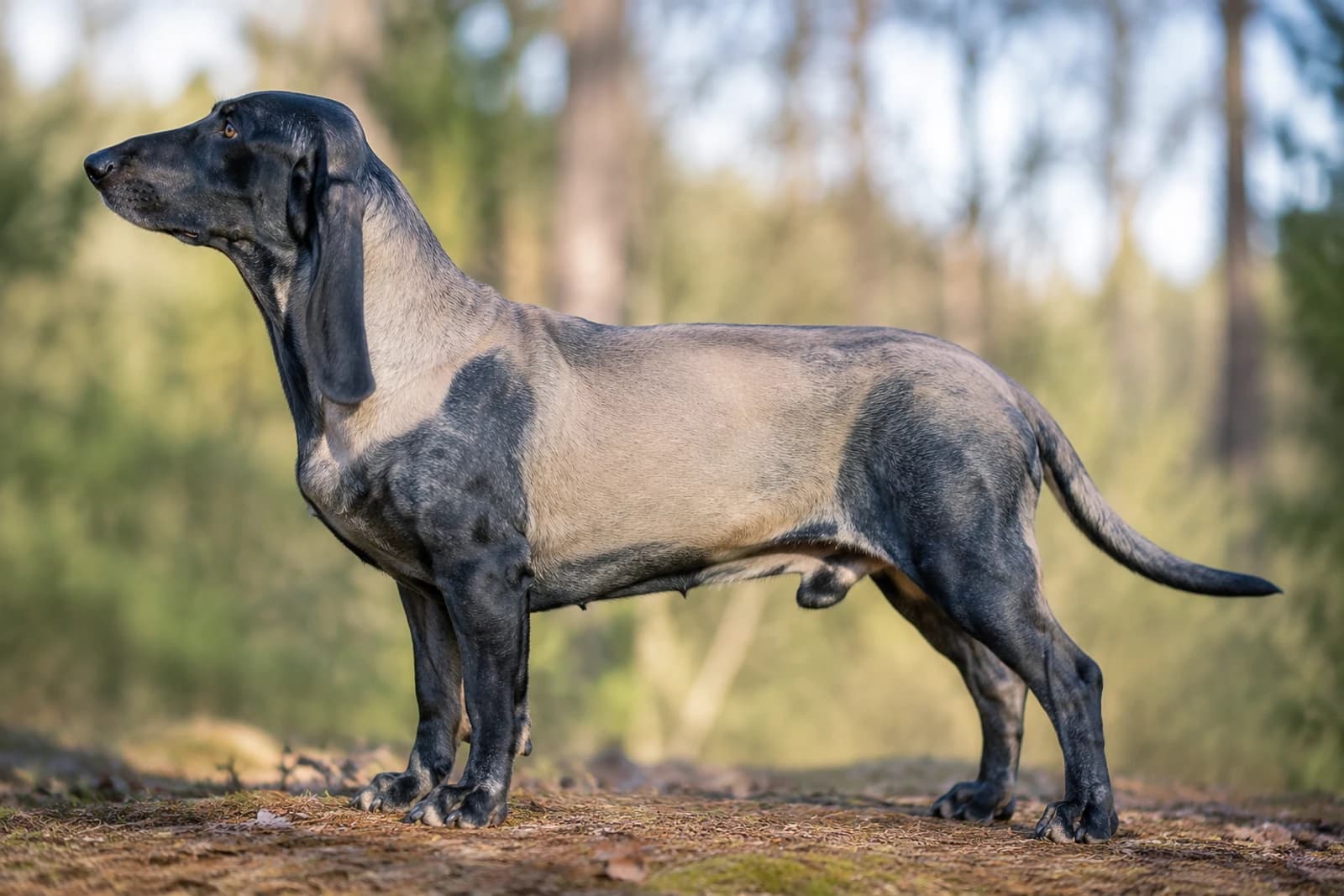 Bruno Jura Hound — Large dog breed
