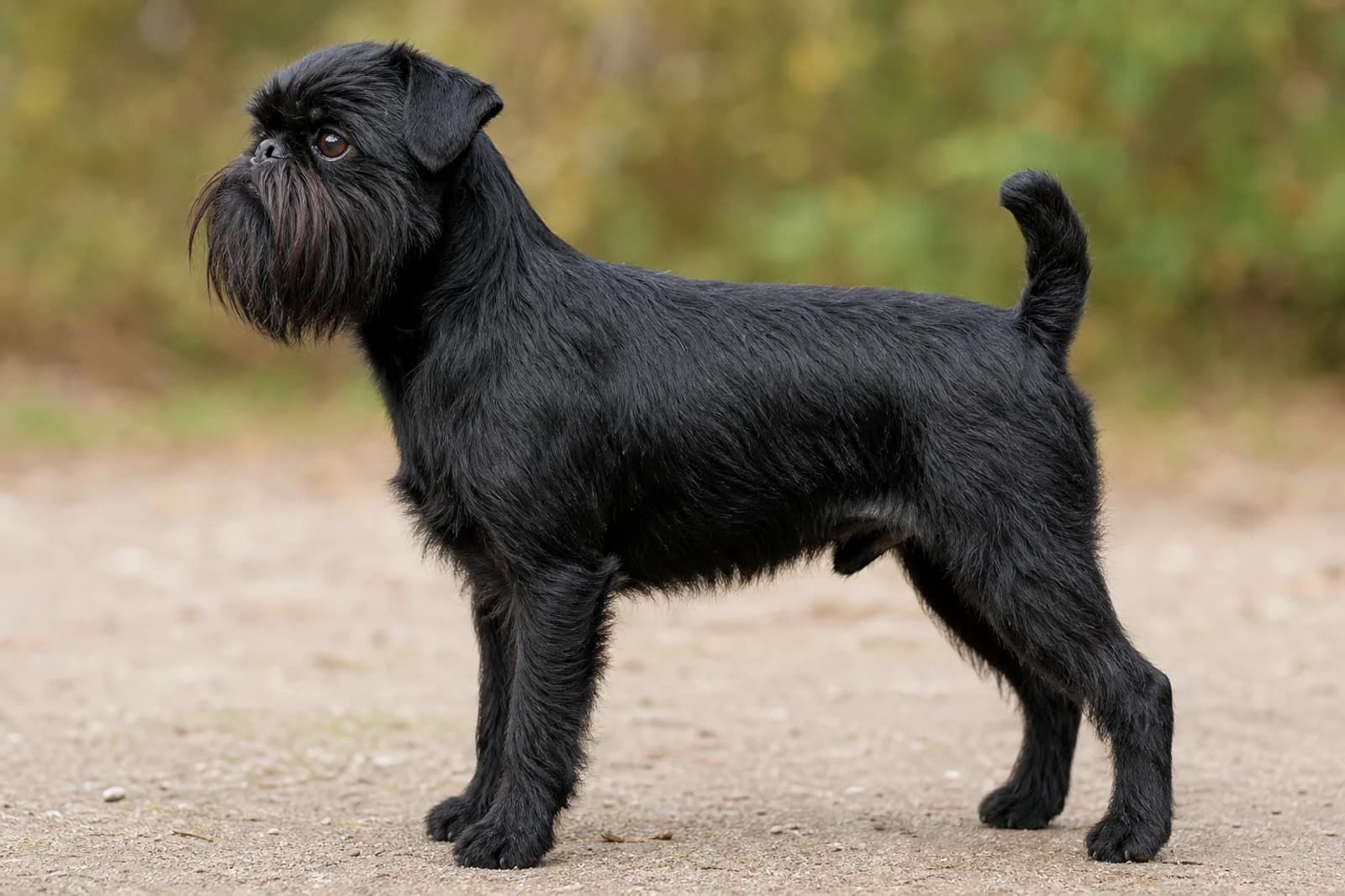 Brussels Griffon — Small dog breed