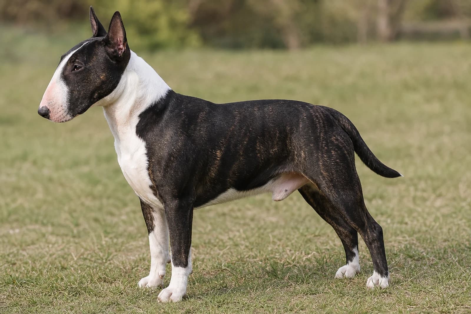 Bull Terrier — Large dog breed