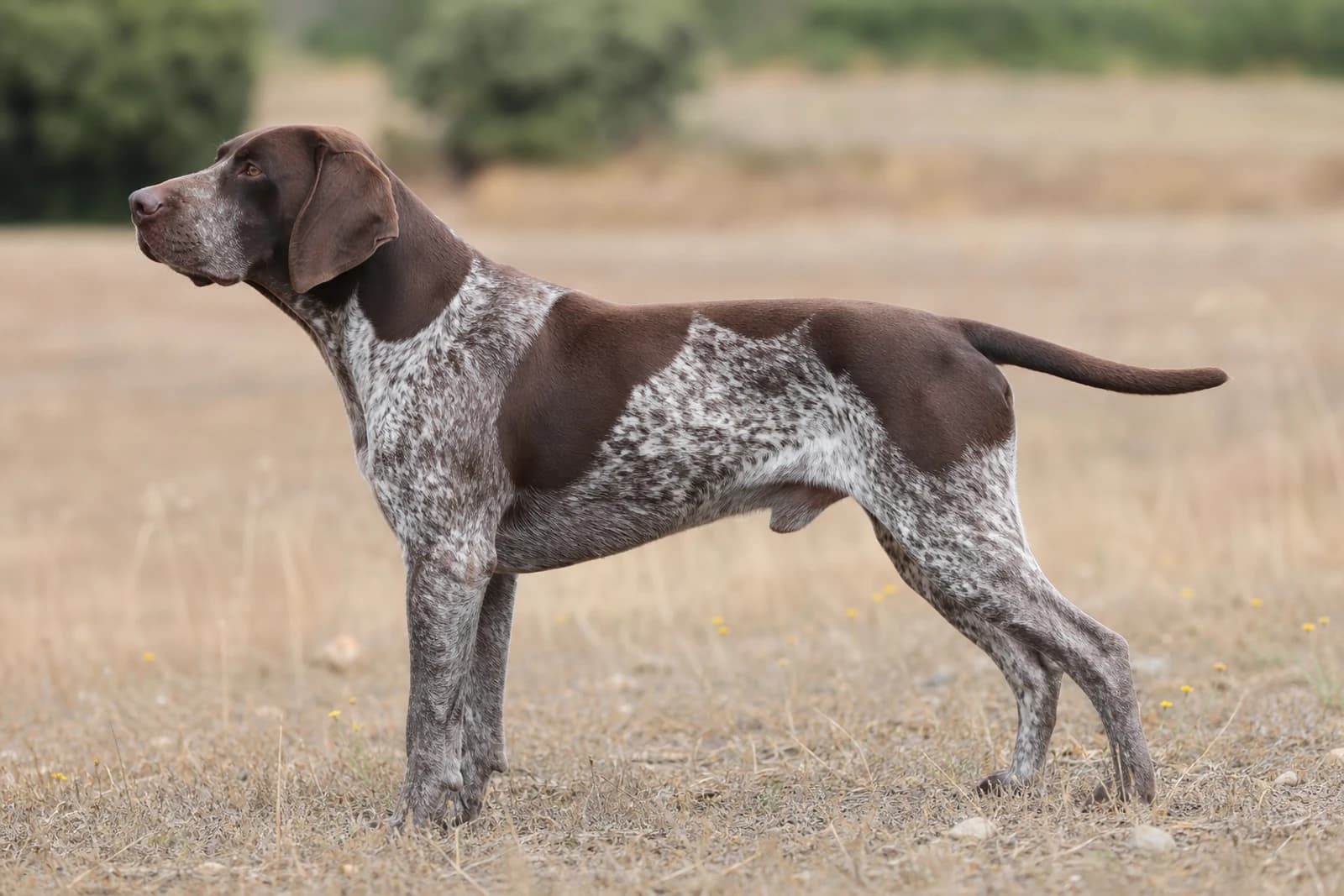 Burgos Pointer — Giant dog breed