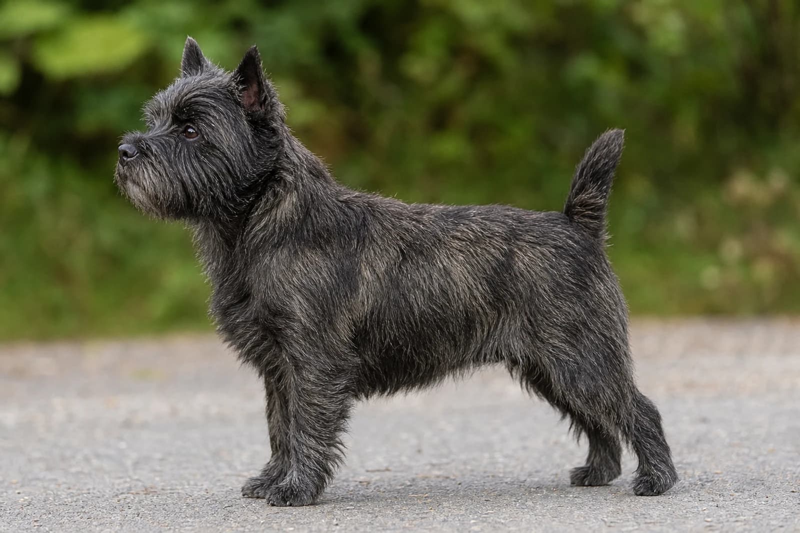 Cairn Terrier — Medium dog breed