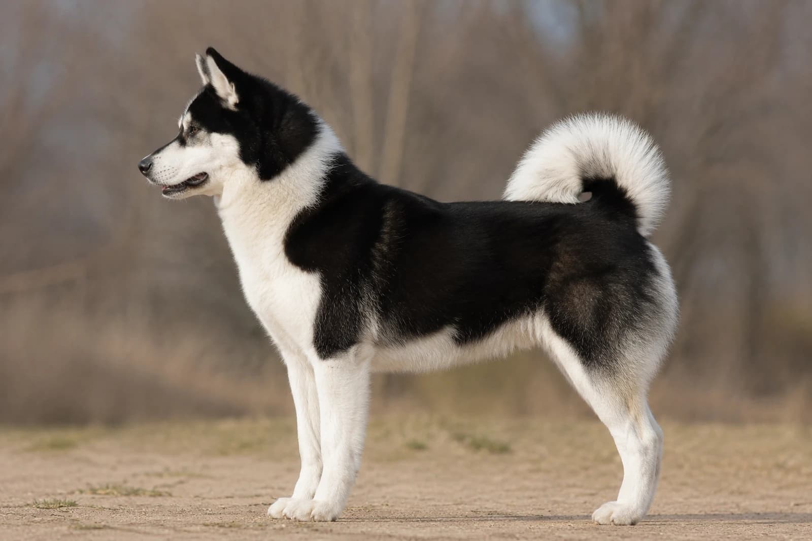 Canadian Eskimo Dog — Giant dog breed