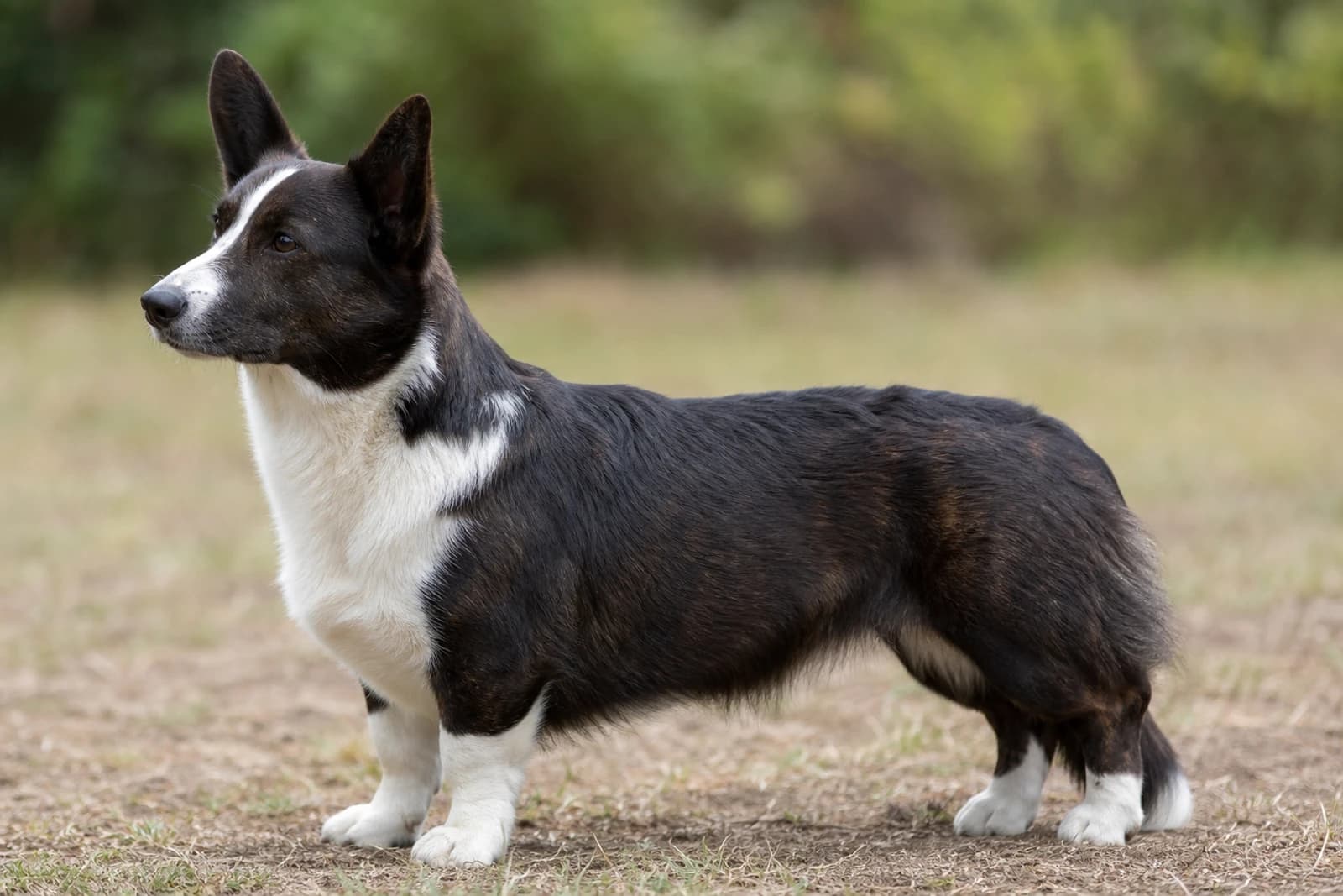 Cardigan Welsh Corgi — Medium dog breed
