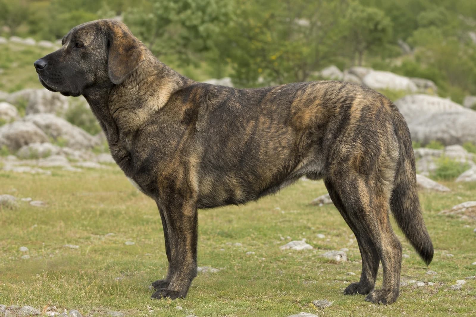 Castro Laboreiro Dog — Giant dog breed