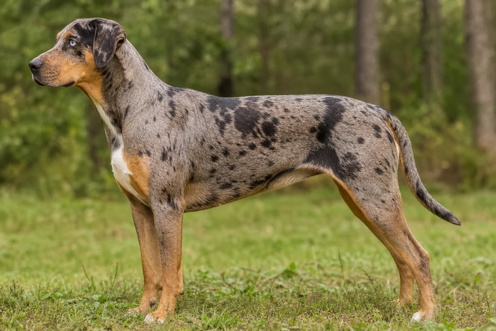 Catahoula Leopard Dog — Giant dog breed