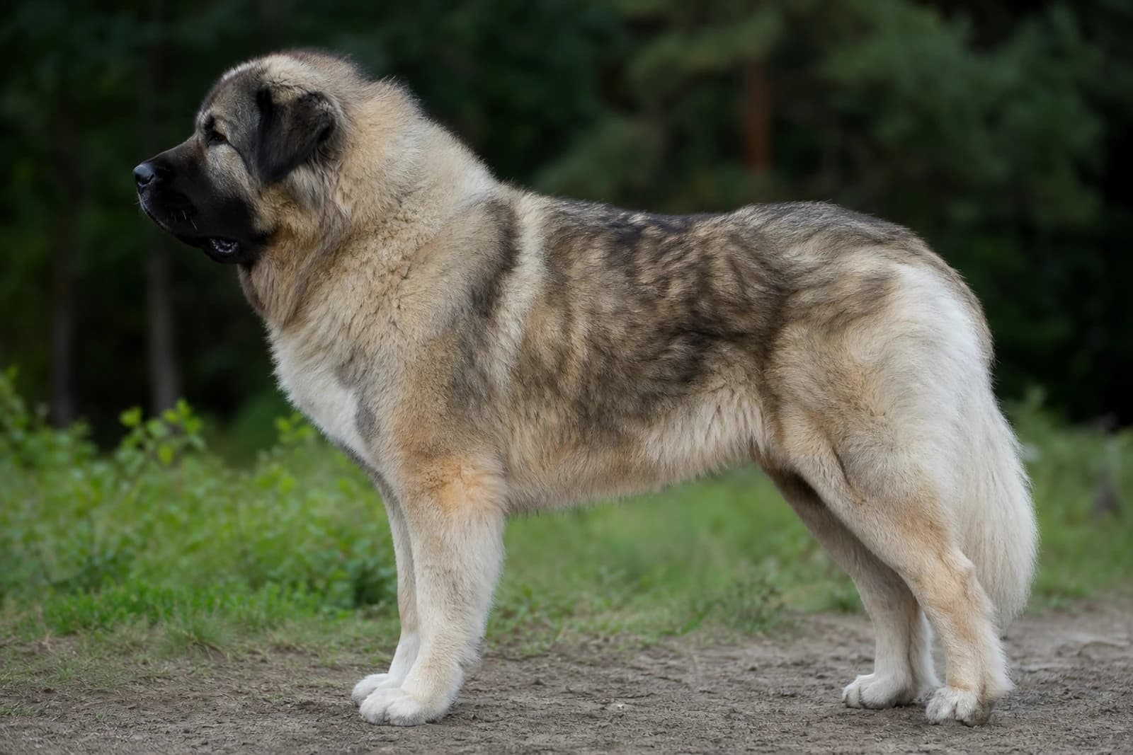 Caucasian Shepherd Dog — Giant dog breed