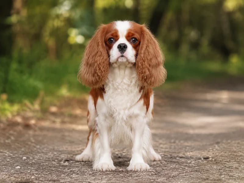 Cavalier King Charles Spaniel — dog breed